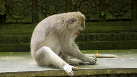 Langschwänziger-Makaken,-Der-Versucht,-Eine-Nuss-Zu-öffnen,-Indem-Er-Sie-An-Die-Wand-Eines-Tempels-Im-Heiligen-Affenwald-In-Ubud,-Bali,-Schlägt