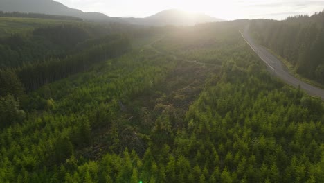 A-drone-reveals-a-clear-cut-in-the-forest-behind-a-stand-of-trees-on-Vancouver-Island