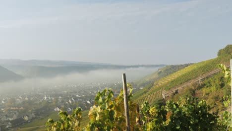 Vineyard-on-steep-hills-over-a-river-in-fall-after-sunrise