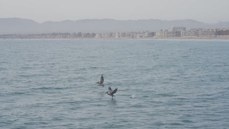 two-water-birds-take-off-from-the-water-at-Venice-beach-of-Los-Angeles,-USA