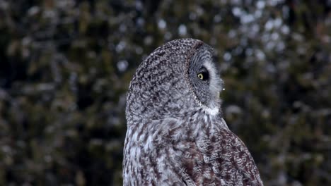 A-wild-great-gray-owl-look-for-prey