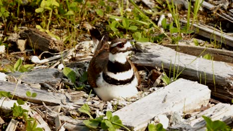 A-killdeer-is-sitting-on-its-eggs-to-warm-them