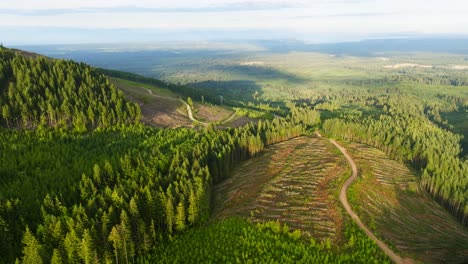 Kahlschlagwälder-In-Britisch-Kolumbien,-Kanada,-Die-Von-Der-Forstwirtschaft-Abgeholzt-Wurden