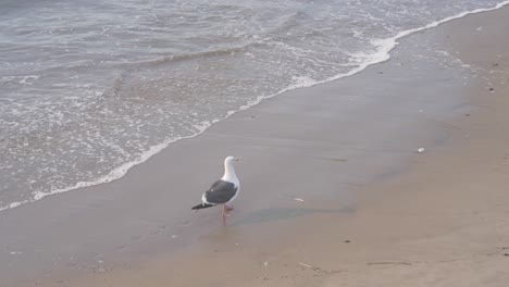a-seagull-walk-on-the-Venice-beach-os-Los-Angeles,USA