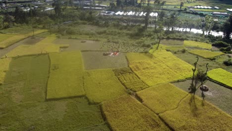Fliegen-über-Die-Gelben-Reisterrassen-An-Den-Hängen-Der-Hügel-In-Nepal