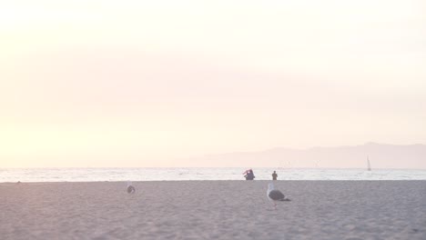 Goldene-Stunde-Zwei-Möwen-Gehen-Am-Venice-Beach-Os-Los-Angeles,-Usa
