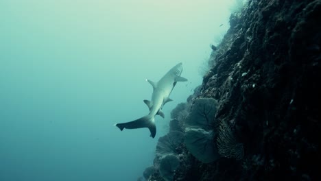 Riffhai,-Der-In-Zeitlupe-Das-Korallenriff-Im-Pazifischen-Ozean-Hinaufschwimmt