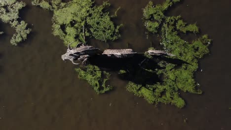 Teich-Von-Oben-Per-Drohne-Eingefangen