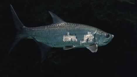 Tarpon-fish-with-scars-swimming-through-clear-water-close-to-diver-in-slow-motion