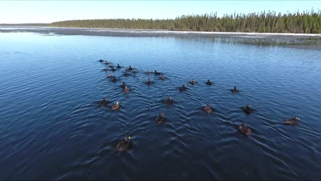A-group-of-surf-scoter-are-on-a-big-lake-in-Quebec,-Canada