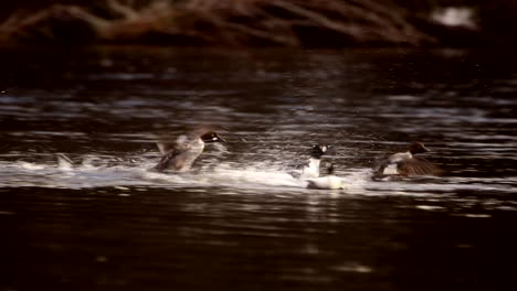 A-group-of-common-goldeneye-are-playing-in-a-river-during-the-mating-season