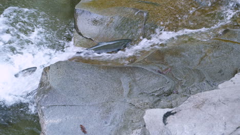 Coho-Lachs-Kämpft-Gegen-Kleinen-Wasserfall,-Bevor-Er-Zurück-In-Den-Fluss-Fällt
