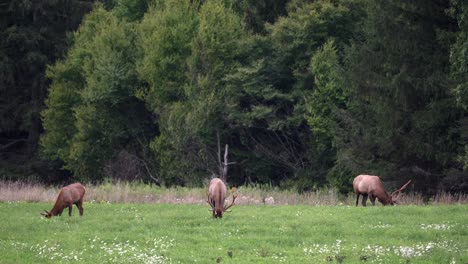 Some-elk-grazing-in-a-pasture-in-the-evening-light-with-the-pine-forest-in-the-background