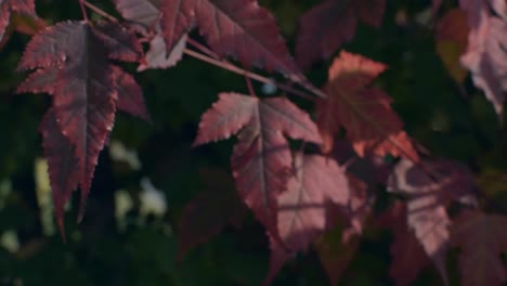 Herbstliche-Traubenrote-Blätter-Bewegen-Sich-In-Einer-Leichten-Brise