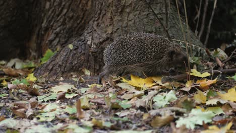 Hedgehog-searching-for-food-on-the-ground-in-fall-between-leaves,-gras-and-trees