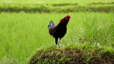 Colourful-rooster-ruffles-its-feathers,-looks-for-food-and-then-struts-along-terrace-wall-of-bright-green-rice-paddy