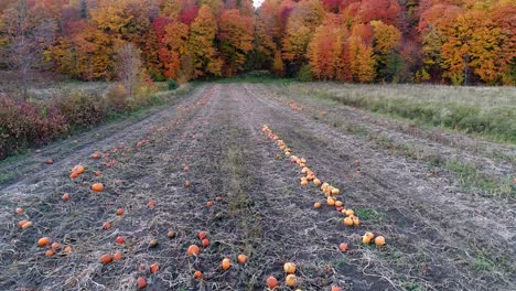 A-pumpkin-patch-surrounded-by-a-colorfull-forest
