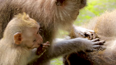 Close-up:-Long-Tailed-Macaque-looking-for-fleas-in-fur-of-another-monkey-while-baby-money-looks-on