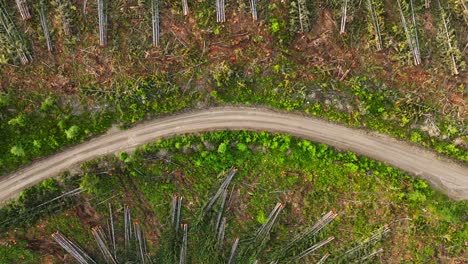 Un-Camino-Forestal-Con-árboles-Talados-Que-Esperan-Ser-Transportados-En-Camiones