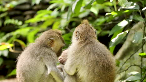 Close-Up:-Family-of-Monkeys-cuddle-their-baby-against-lush-green-jungle-background