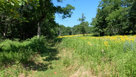 Walking-on-a-grassy-trail-with-a-forest-on-the-left-and-a-field-of-wildflowers-on-the-right-against-a-blue-sky