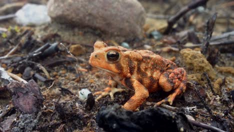 Close-up-of-an-orange-toad-jumping
