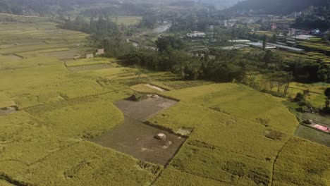 Fliegen-über-Die-Gelben-Reisterrassen-An-Den-Hängen-Der-Hügel-In-Nepal-Und-Die-Häuser-Und-Farmen