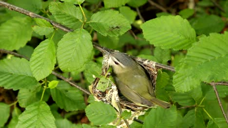 A-red-eyed-vireo-takes-care-of-its-eggs