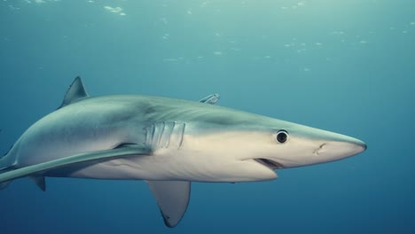 Tiburón-Azul-Nadando-En-El-Agua-Azul-En-El-Océano-Atlántico-En-Cámara-Lenta-De-4k