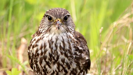 Close-up-of-a-merlin-resting-on-a-long-grass-field