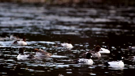 A-group-of-common-goldeneye-look-for-food-in-a-river