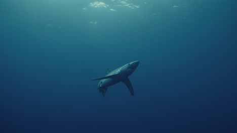 Tiburón-Azul-Nadando-Sobre-El-Buzo-Y-Acercándose-A-Cámara-Lenta
