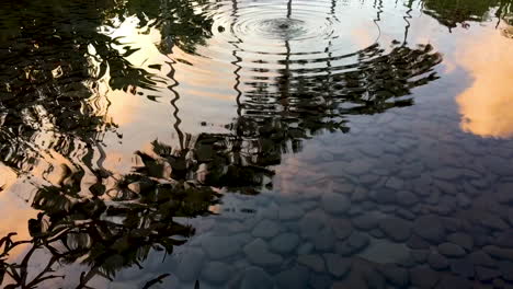 Reflection-of-palm-trees-and-clouds-at-sunset-in-still-pond-with-gentle-ripples