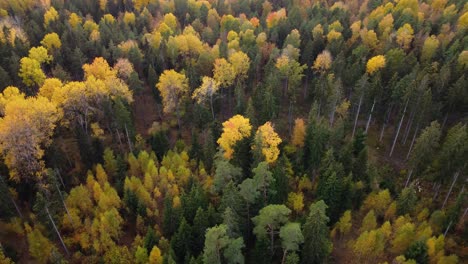 Bunte-Wälder-Lettlands-Im-Monat-Oktober