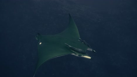 Large-Manta-Ray-swims-through-the-Atlantic-ocean-under-diver-in-slow-motion