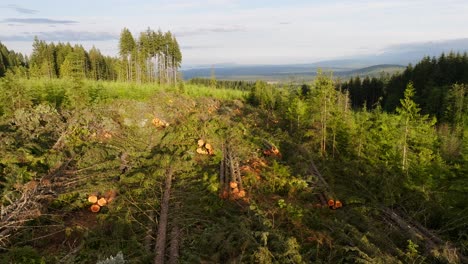 A-clear-cut-in-a-forest,-where-trees-have-been-cut-down