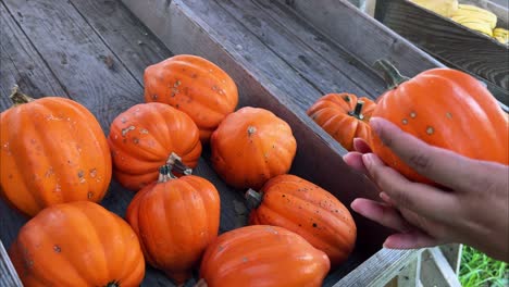 Close-up-of-woman-comparing-and-picking-pumpkins-on-the-counter-of-an-an-outdoor-farmers-market