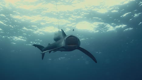 Blue-Shark-swimming-towards-diver-during-shark-diving-in-the-Atlantic-ocean-in-4k-slow-motion