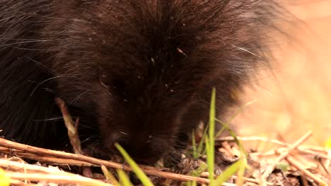 A-north-american-porcupine-eat-some-vegetation