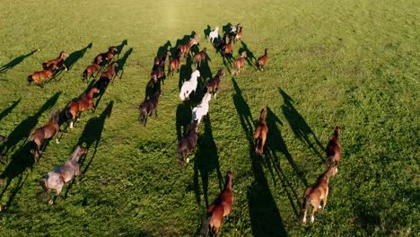 A-lot-of-wild-horses-are-galloping-in-a-green-grass-field