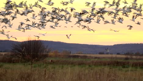 Eine-Große-Gruppe-Von-Schneegänsen-Fliegt-Während-Eines-Wunderschönen-Orangefarbenen-Sonnenuntergangs-In-Kanada-Davon