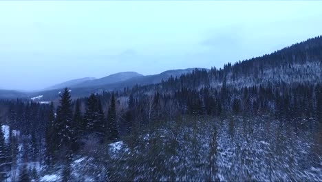Dunkler-Wald-In-Der-Morgendämmerung-Mit-Drohne-Gefilmt