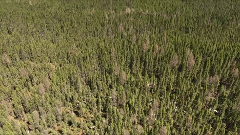 Un-Vasto-Y-Verde-Bosque-De-Coníferas-Filmado-Con-Un-Dron-En-El-Norte-De-Canadá