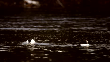 Three-common-goldeneye-are-diving-in-a-dark-lake-in-Canada