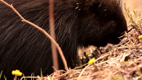 A-North-American-porcupine-eats-dandelions-during-a-hot-spring-day