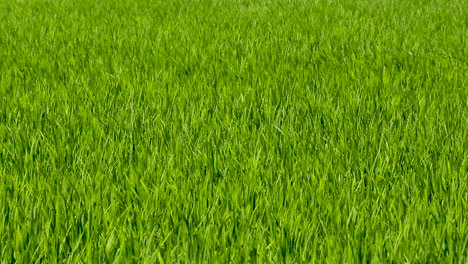 Background-footage-of-organic-rich-green-rice-moving-slowly-in-gentle-wind-