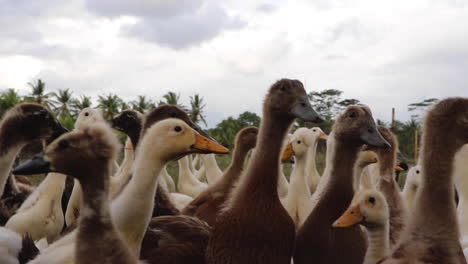 CLOSE-UP:-Lots-of-ducks-in-rice-paddy