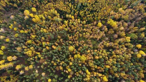 Coloridos-Bosques-De-Letonia-En-El-Mes-De-Octubre