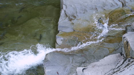 Zwei-Coho-Lachse-Springen-über-Einen-Wasserfall,-Stürzen-Auf-Felsen,-Fallen-Zurück-In-Den-Fluss
