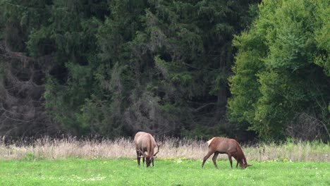 Two-elk-grazing-in-a-pasture-in-the-evening-light-with-the-pine-forest-in-the-background
